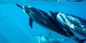 10 Minute Dolphin Visualization Guided Imagery Script for Healing